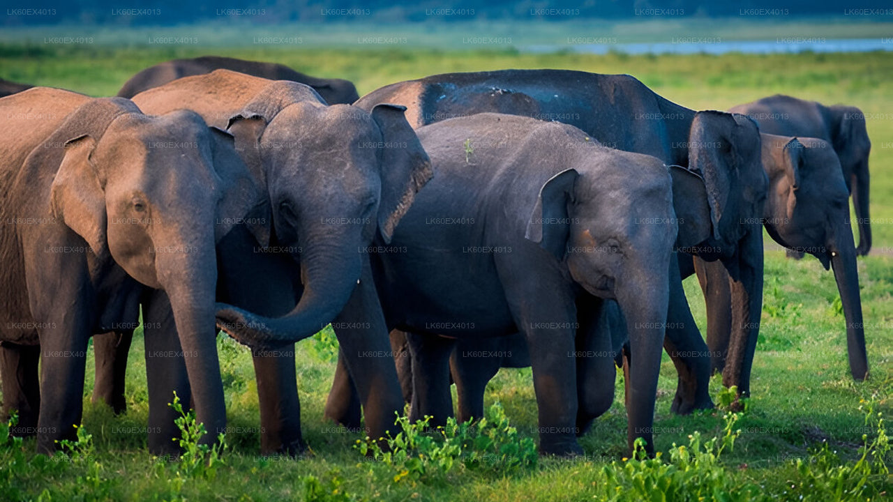 Visite privée de Mirissa à Ella avec Udawalawe Safari