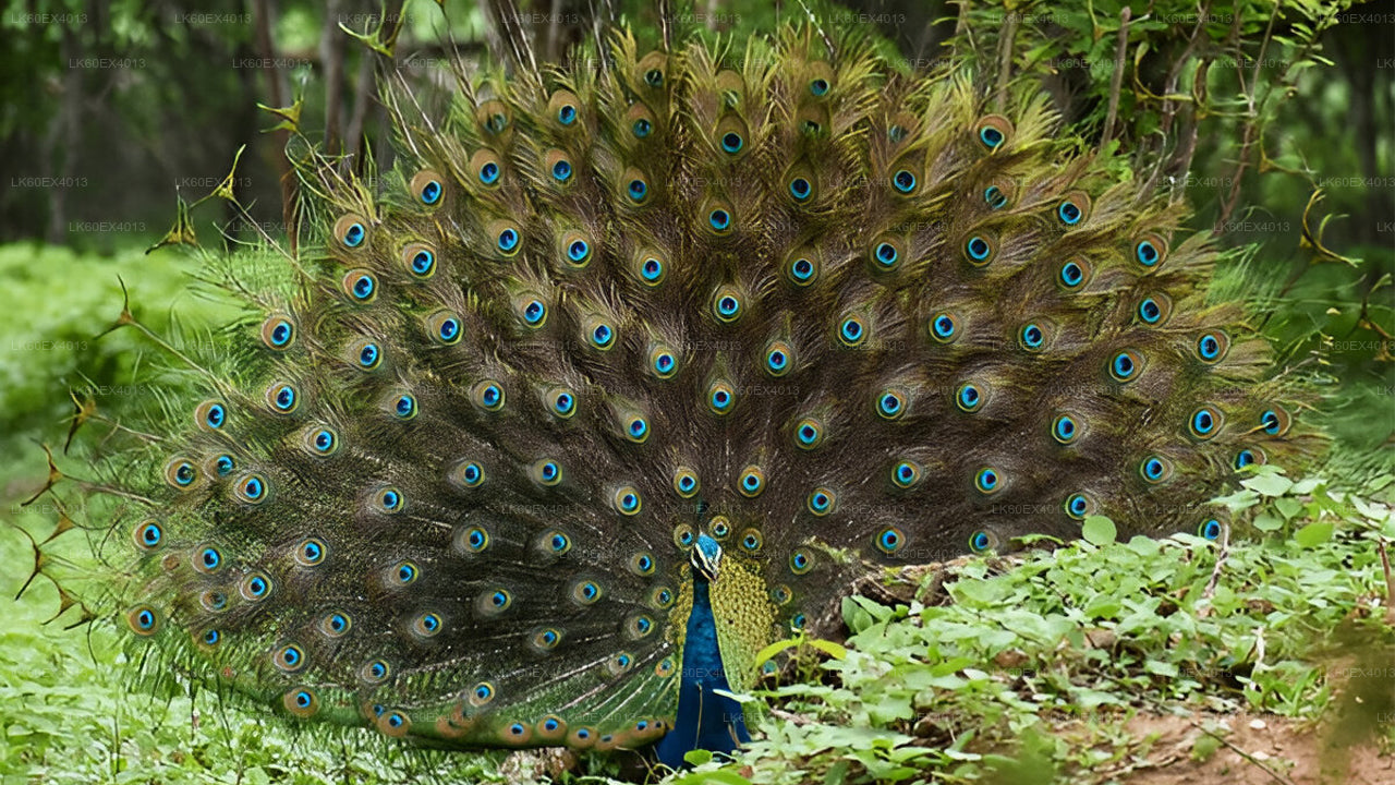 Visite privée de Mirissa à Ella avec Udawalawe Safari