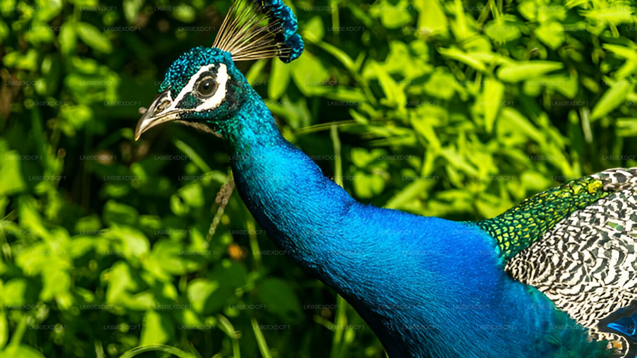 Visite privée d'Ella à Mirissa avec Udawalawe Safari