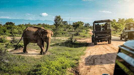 Visite privée d'Ella à Mirissa avec Udawalawe Safari