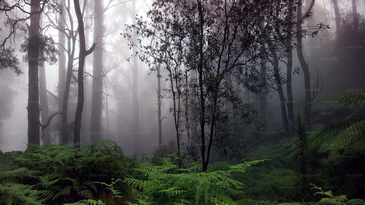 Circuit aventure dans la forêt tropicale de Sinharaja
