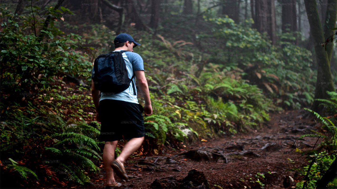 Circuit aventure dans la forêt tropicale de Sinharaja