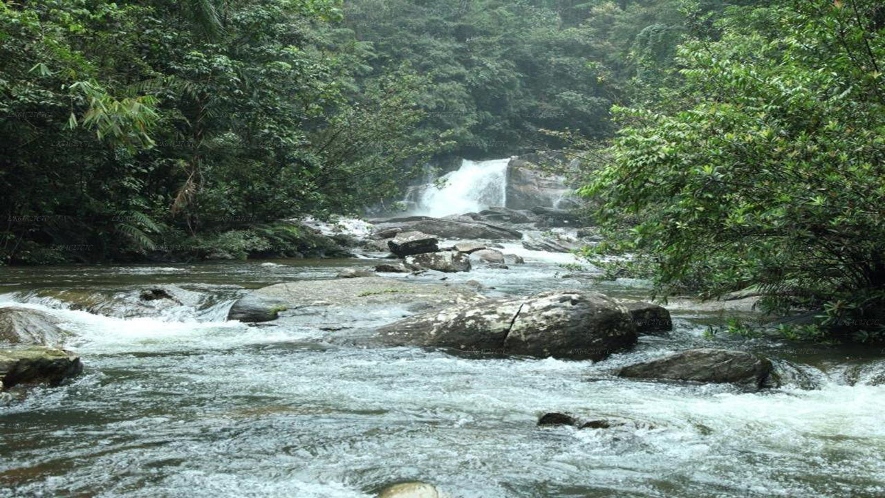 Explorez la forêt tropicale de Sinharaja (demi-journée)