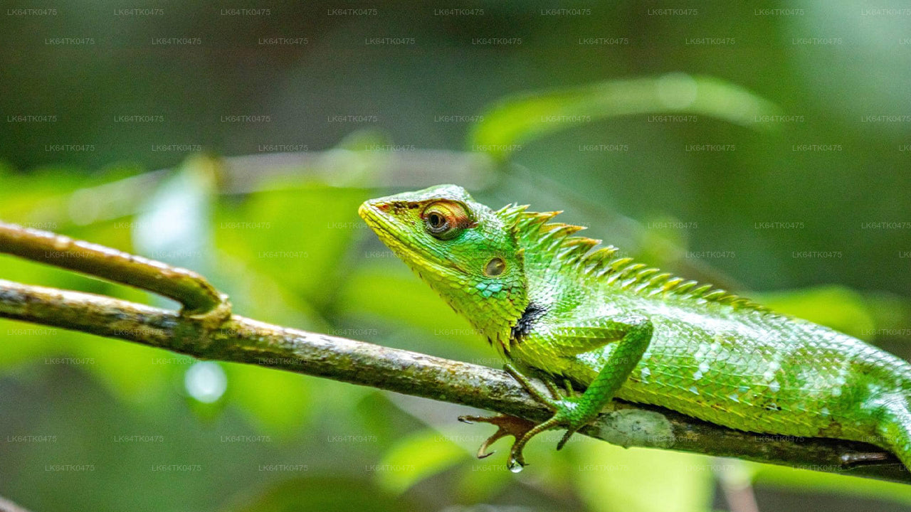 Observation des oiseaux depuis la forêt tropicale de Sinharaja