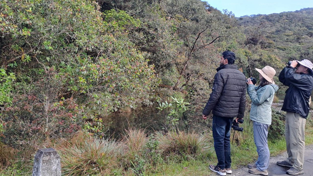 Observation des oiseaux depuis la forêt tropicale de Sinharaja