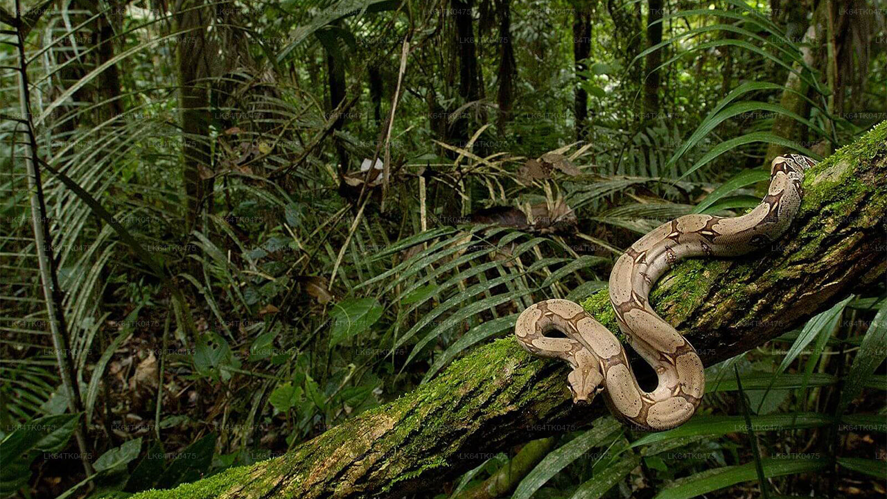 Observation des oiseaux depuis la forêt tropicale de Sinharaja
