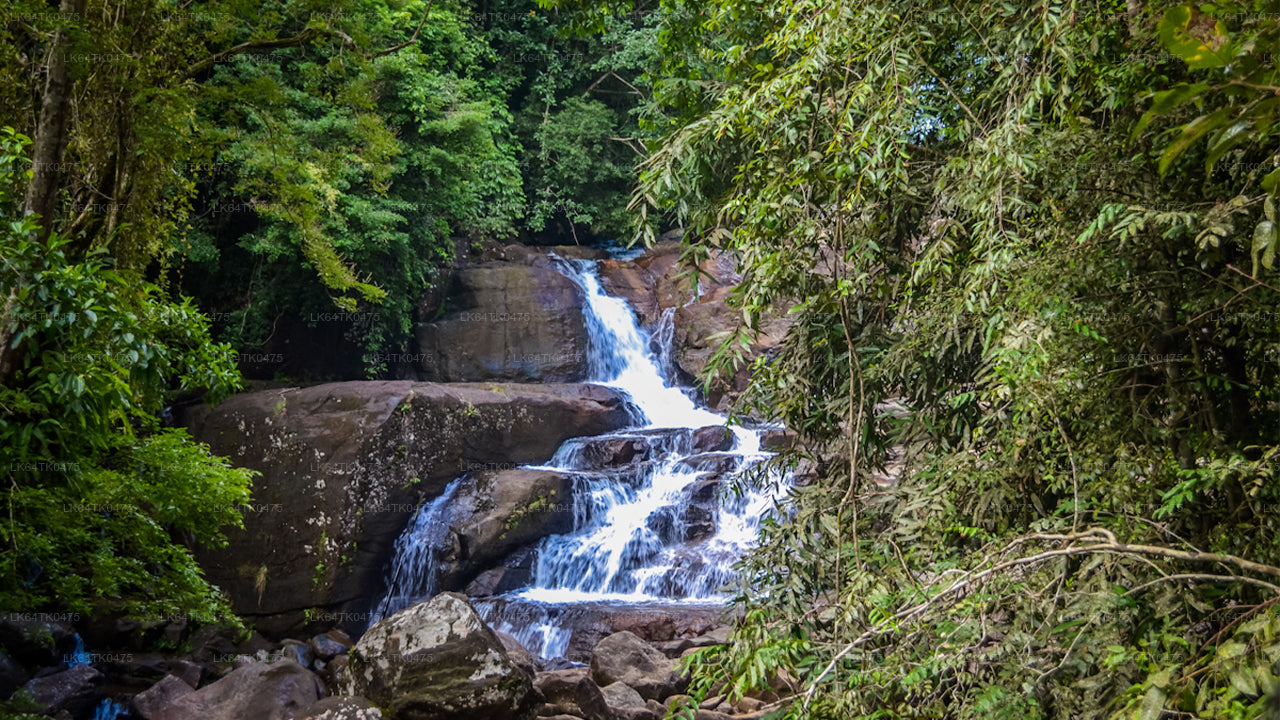 Observation des oiseaux depuis la forêt tropicale de Sinharaja