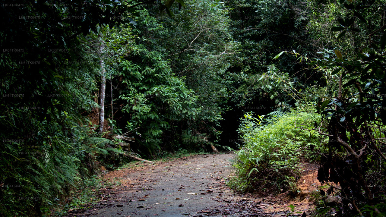 Observation des oiseaux depuis la forêt tropicale de Sinharaja