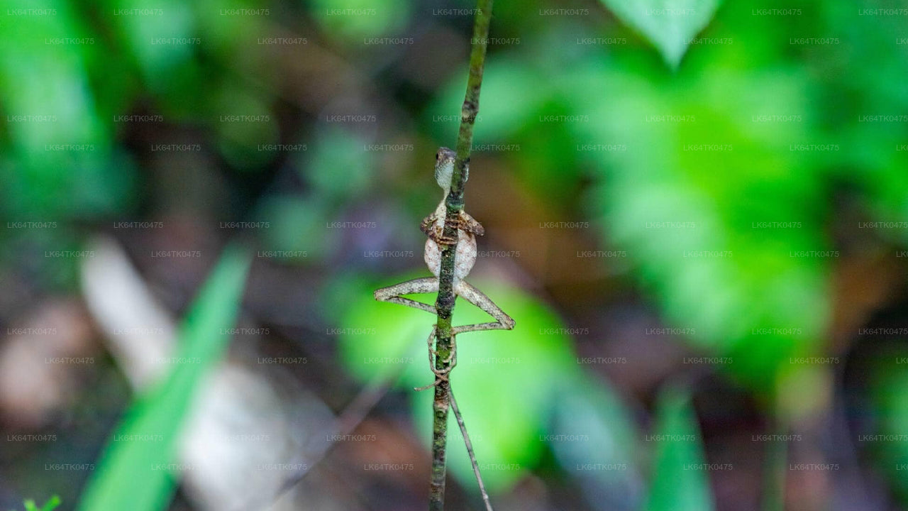 Observation des oiseaux depuis la forêt tropicale de Sinharaja
