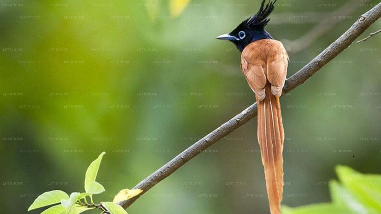 ALT text: "Asian paradise flycatcher with long orange tail perched on a branch against a blurred green background."