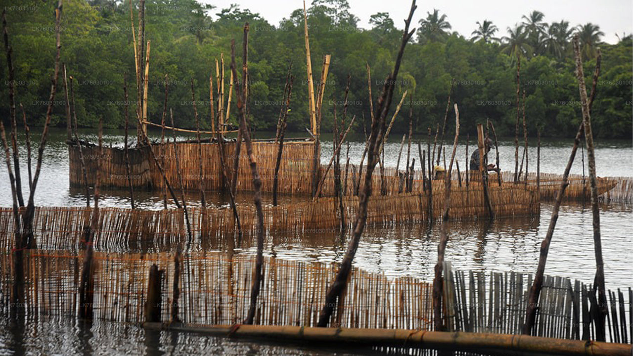 Safari en bateau sur la rivière Madu
