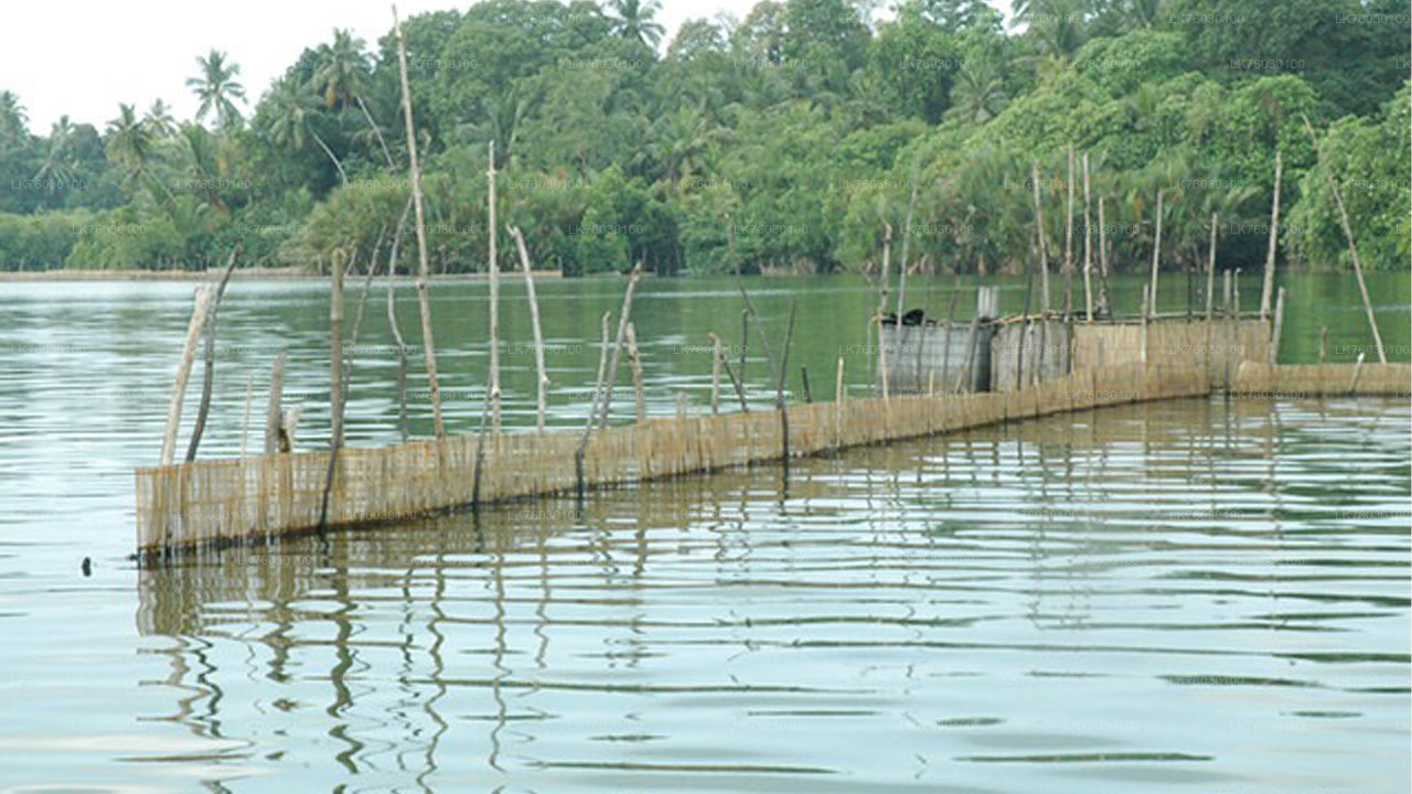 Safari en bateau sur la rivière Madu