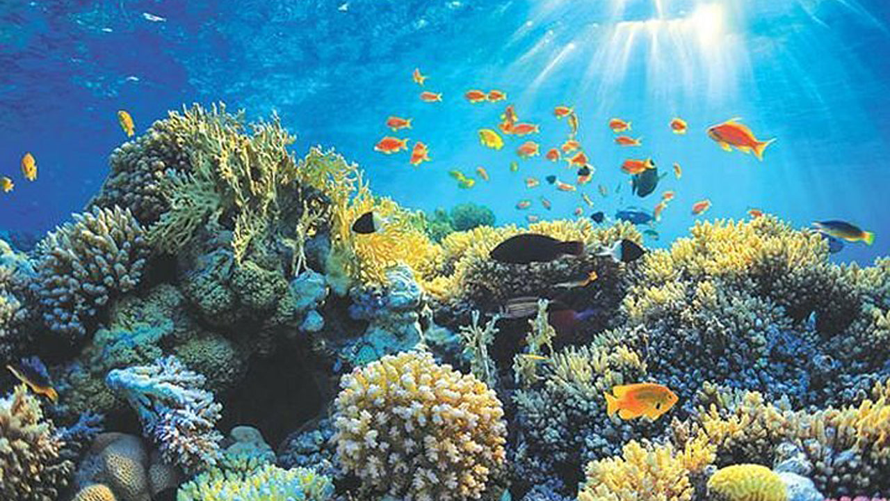 Excursion en bateau à fond de verre au départ d'Hikkaduwa