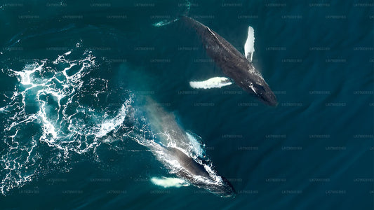 Croisière privée d'observation des baleines de 7 heures au départ de Mirissa