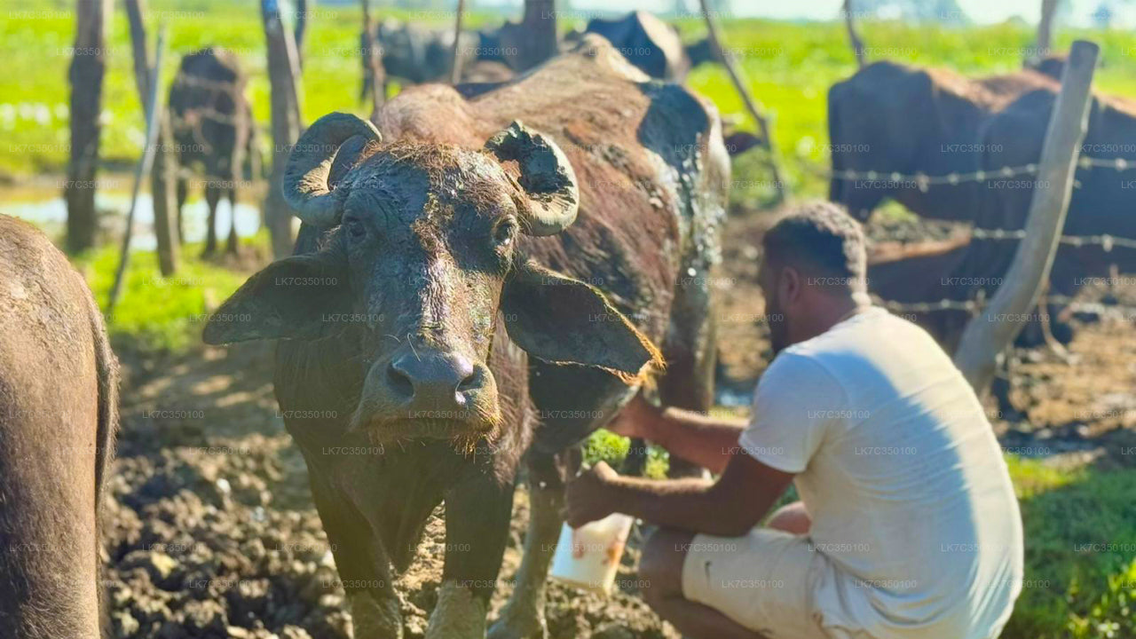 Expérience de traitement du caillé à Tissamaharama