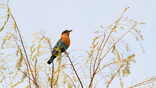 Safari dans le parc national de Bundala au départ du port d'Hambantota