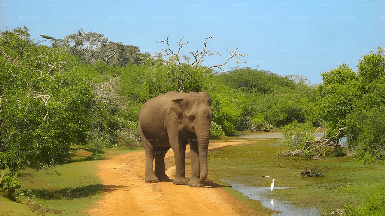 Safari dans le parc national de Bundala au départ du port d'Hambantota