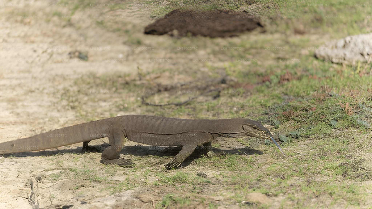 Safari dans le parc national de Bundala au départ du port d'Hambantota