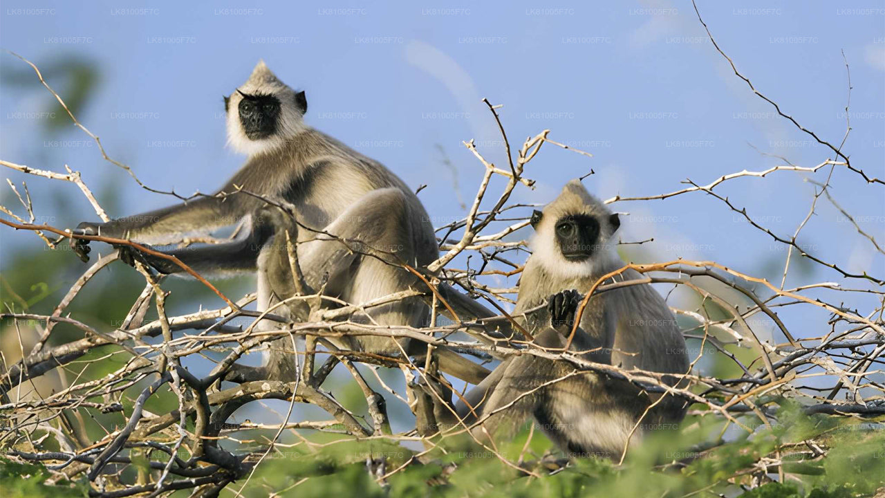 Safari dans le parc national de Bundala au départ du port d'Hambantota