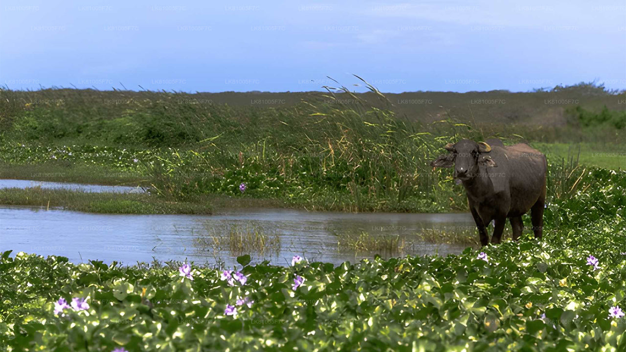 Safari dans le parc national de Bundala au départ du port d'Hambantota