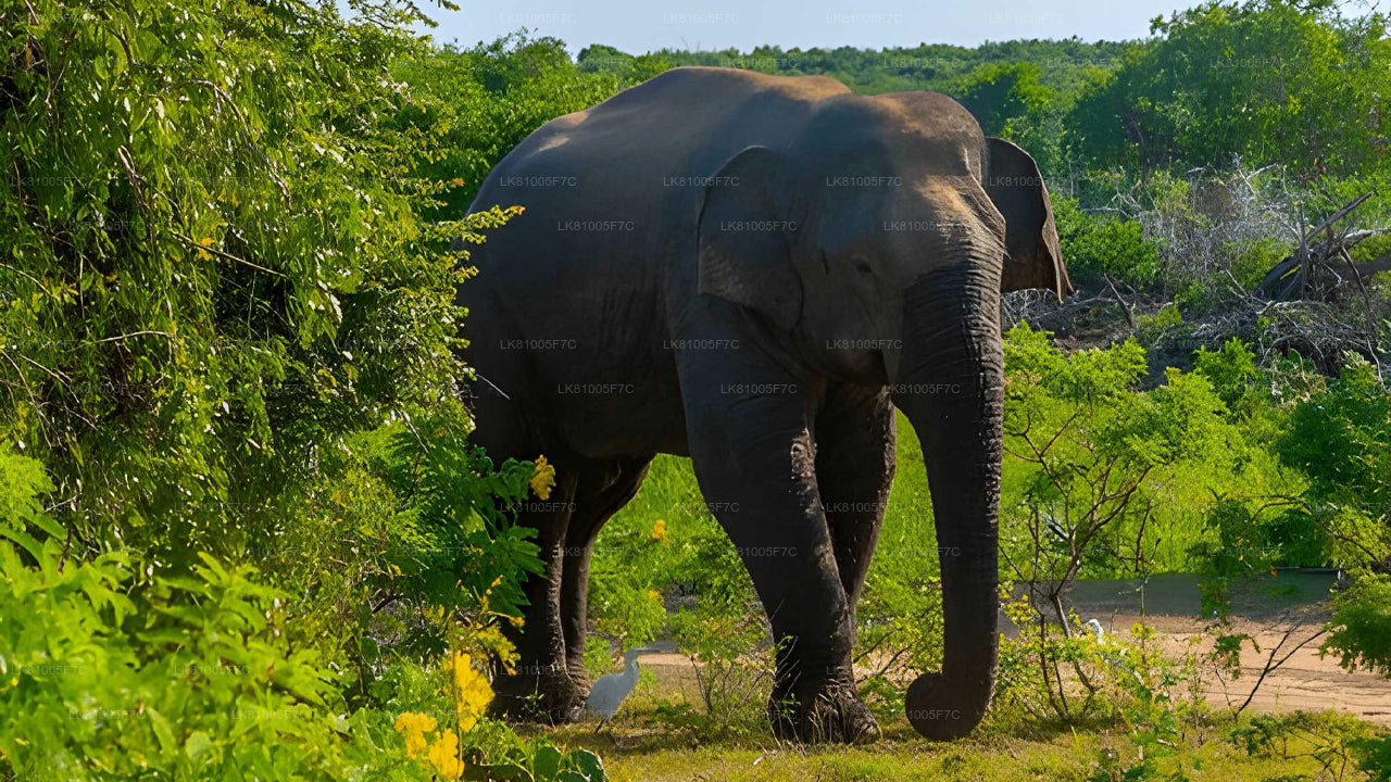 Safari dans le parc national de Bundala au départ du port d'Hambantota