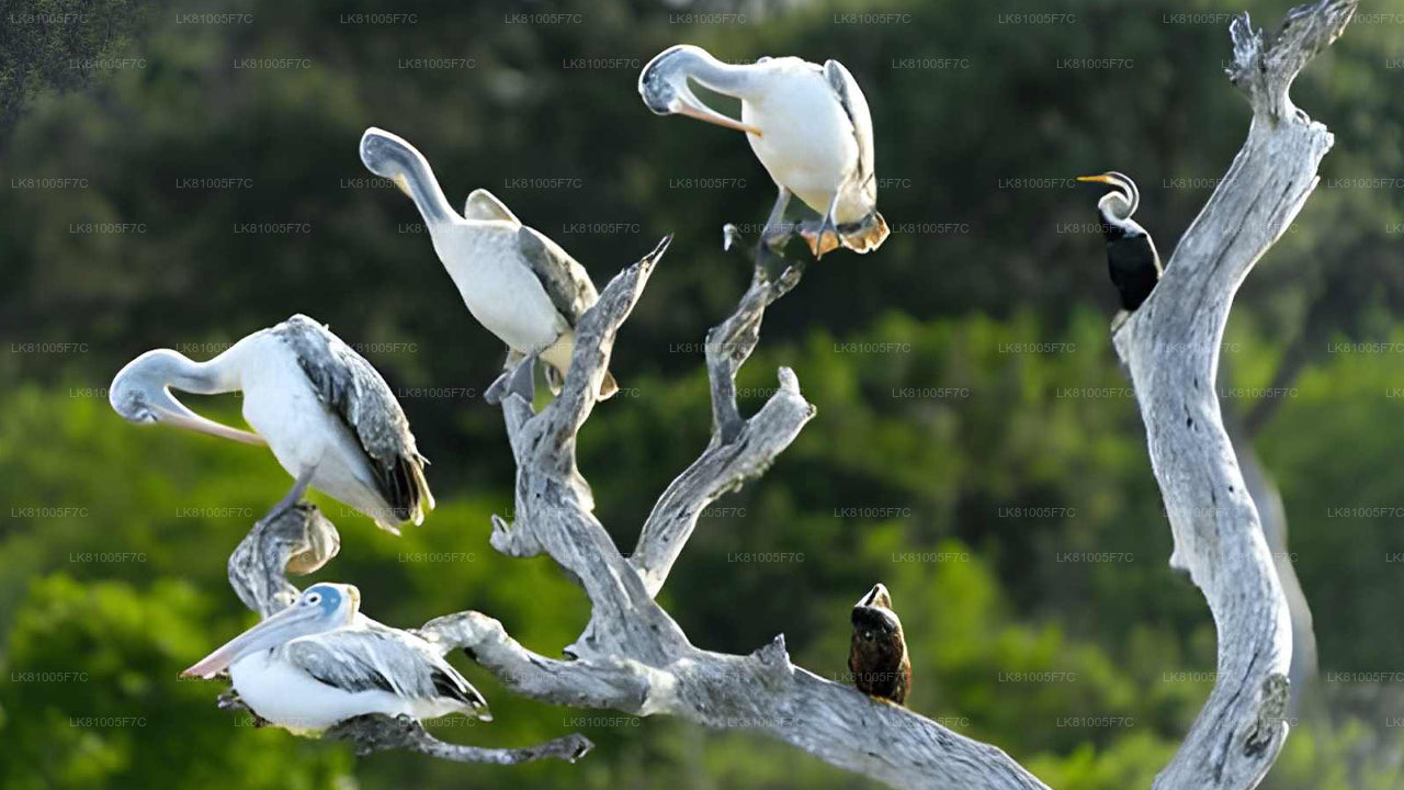Safari dans le parc national de Bundala au départ du port d'Hambantota