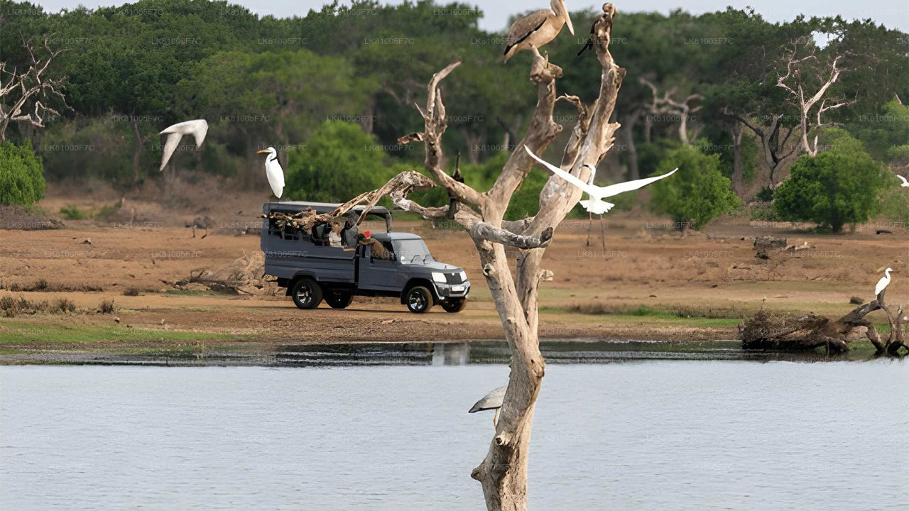 Safari dans le parc national de Bundala au départ du port d'Hambantota