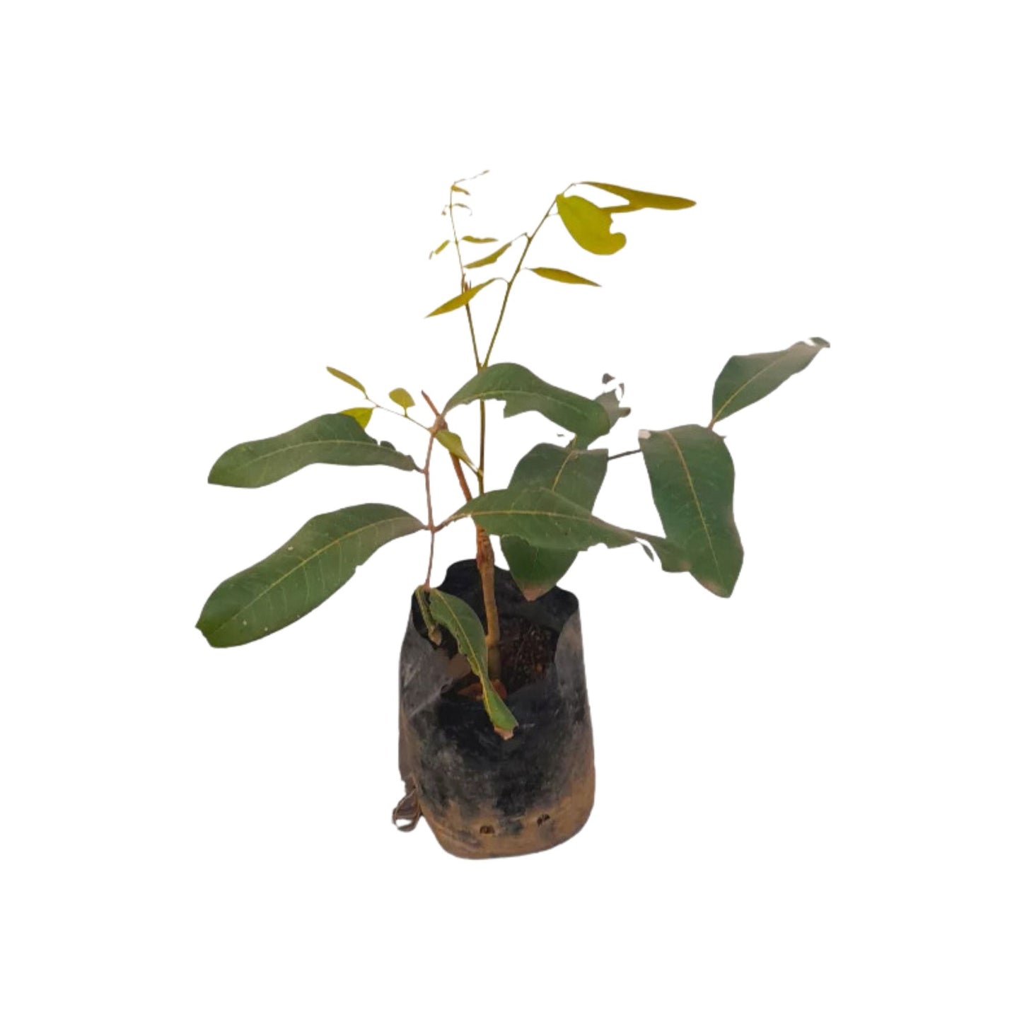 Lakpura® Sweet longan (Pani Mora) Plant