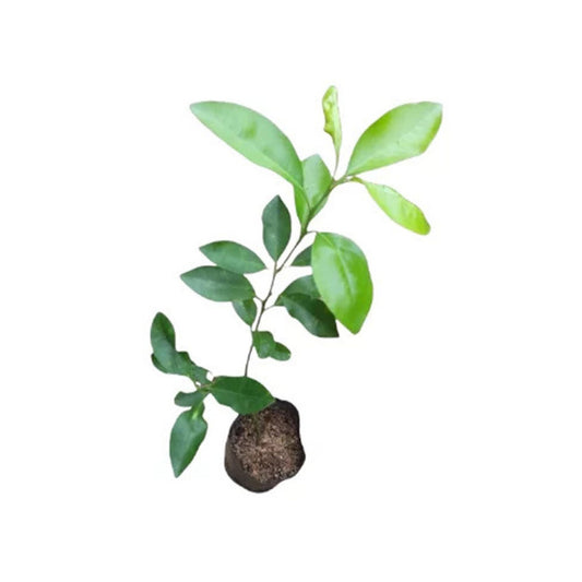 Lakpura® Bibila Sweet Orange Plant
