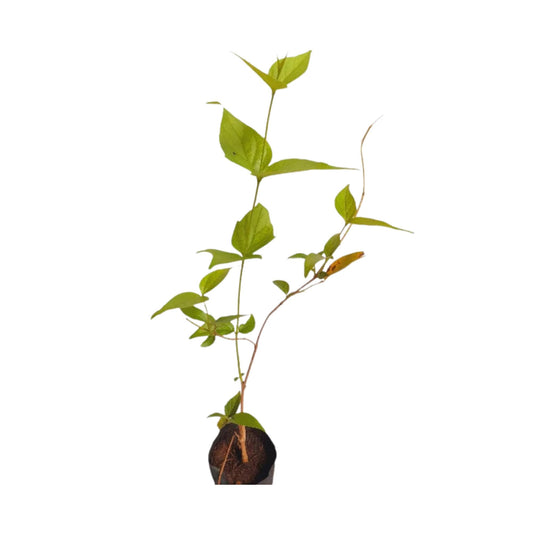 Lakpura® Night Flowering Jasmine (Sepalika) Plant