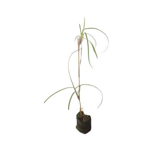 Plante Lakpura® Ithana