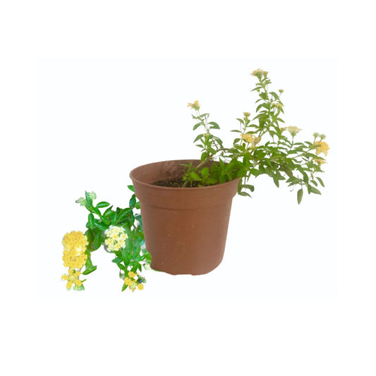 Lakpura® Lantana Plant