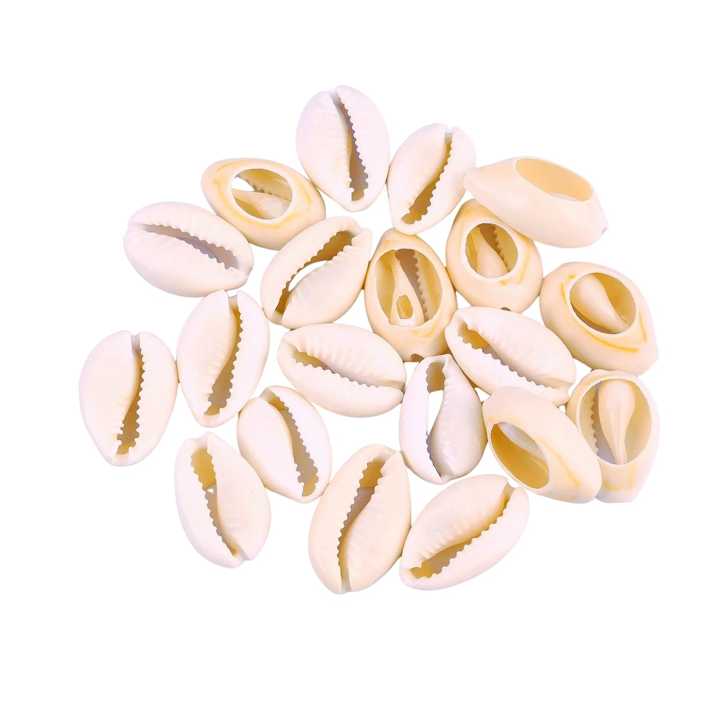 Lakpura® Sea Cowrie Shells