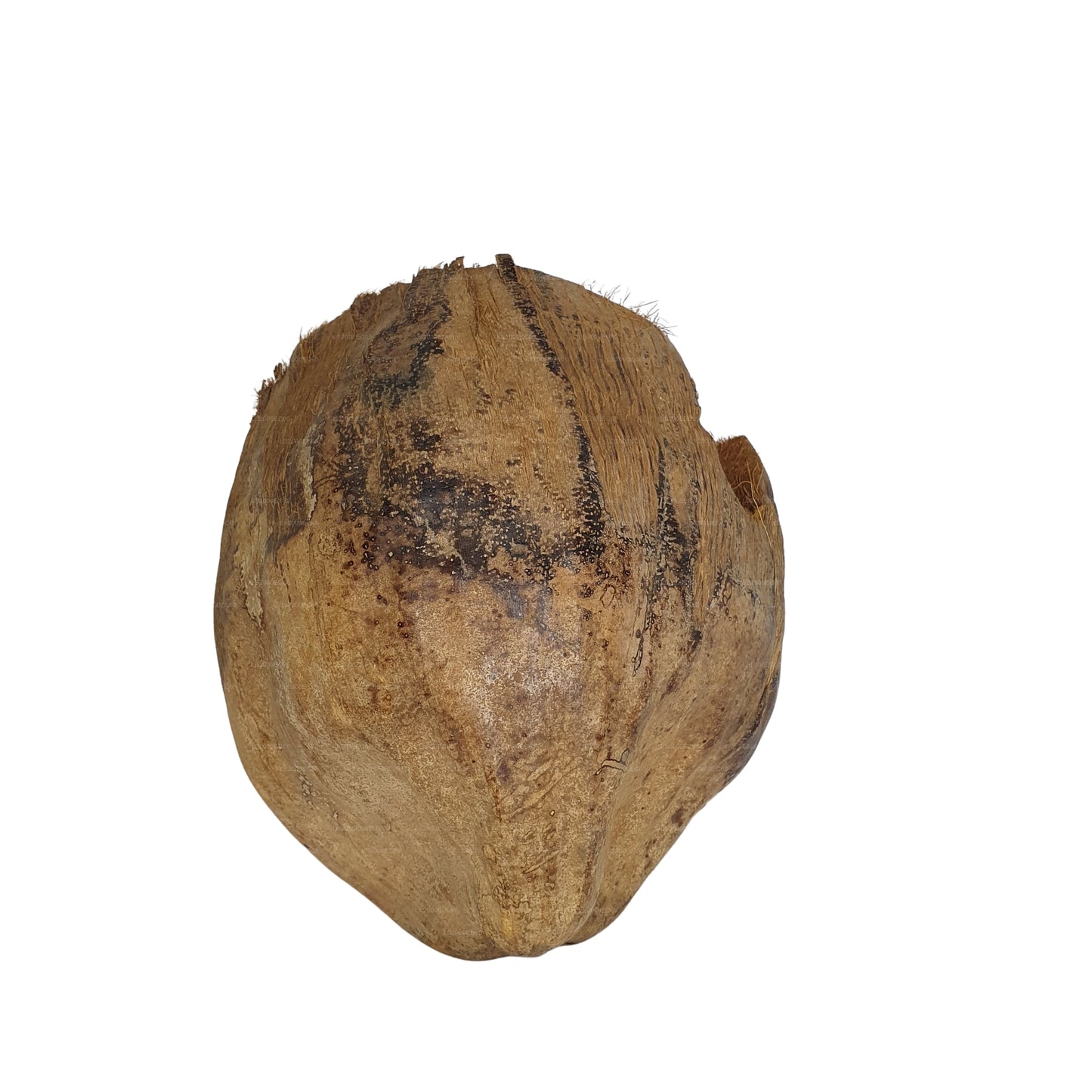 Cachette Bivenro Natural 3/4 en cacao avec motif de cosses (taille libre)