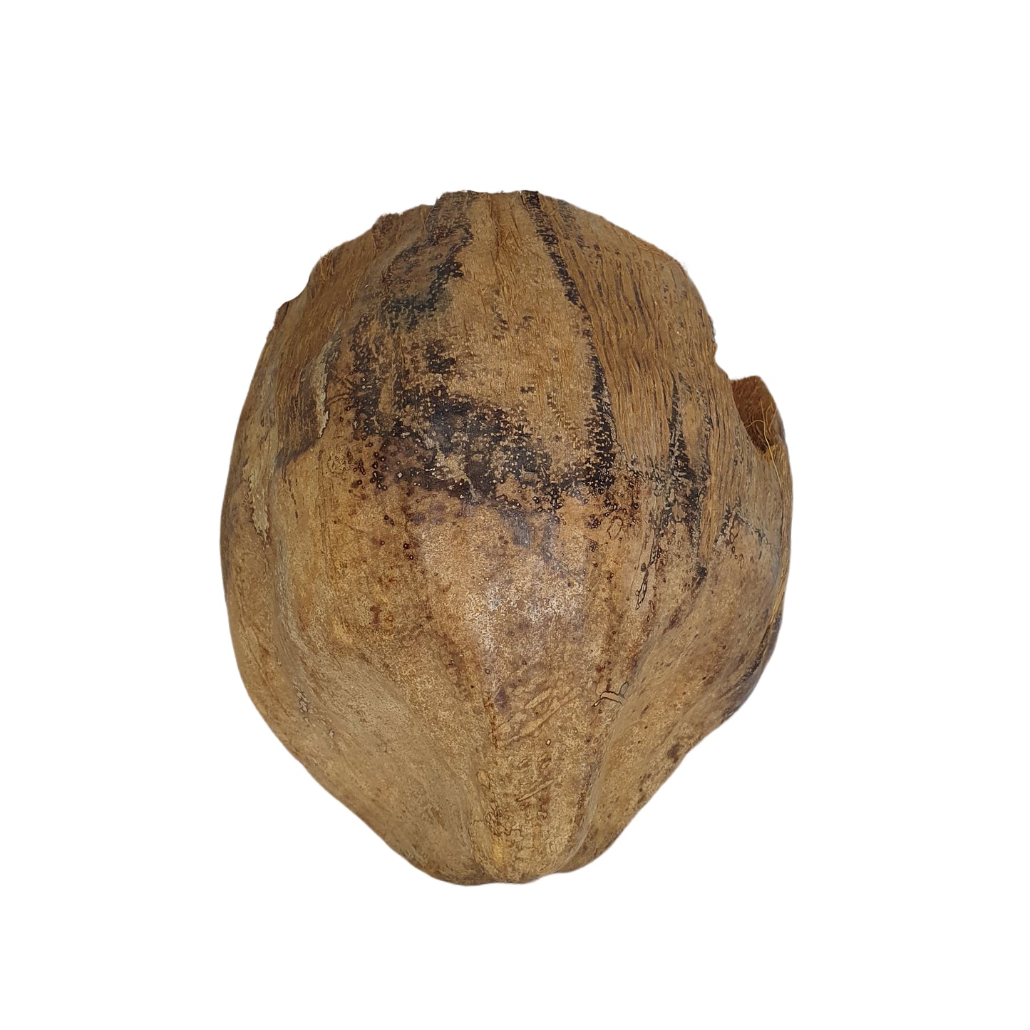 Cachette Bivenro Natural 3/4 en cacao avec motif de cosses (taille libre)