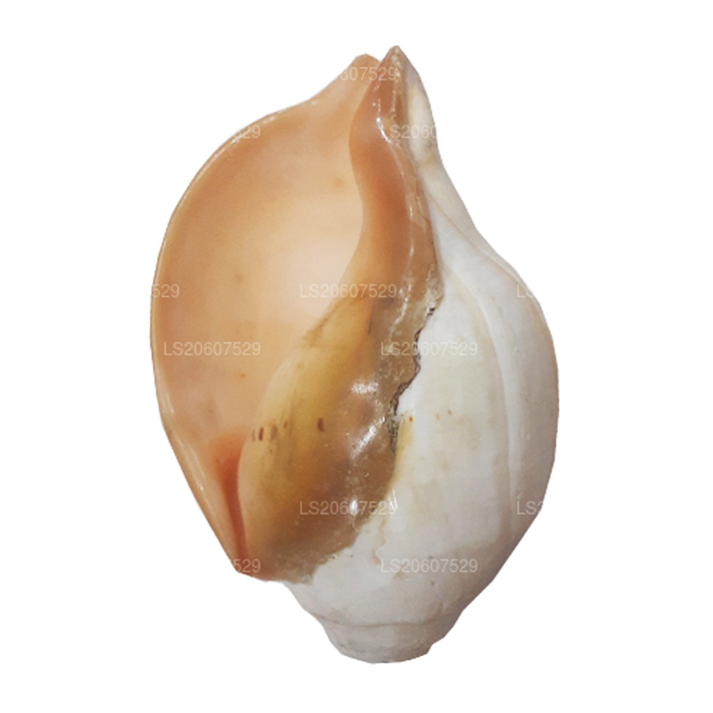 Lakpura Hakgediya sri lankaise