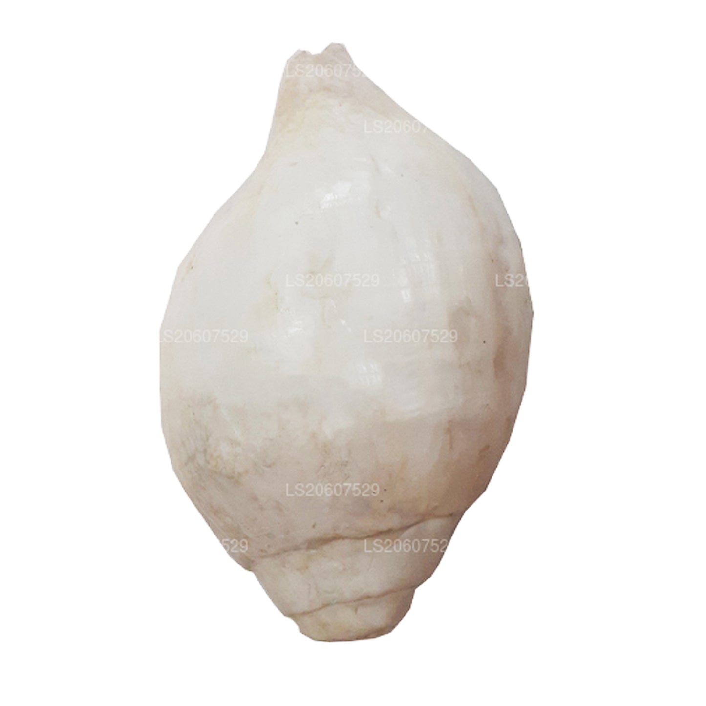 Lakpura Hakgediya sri lankaise