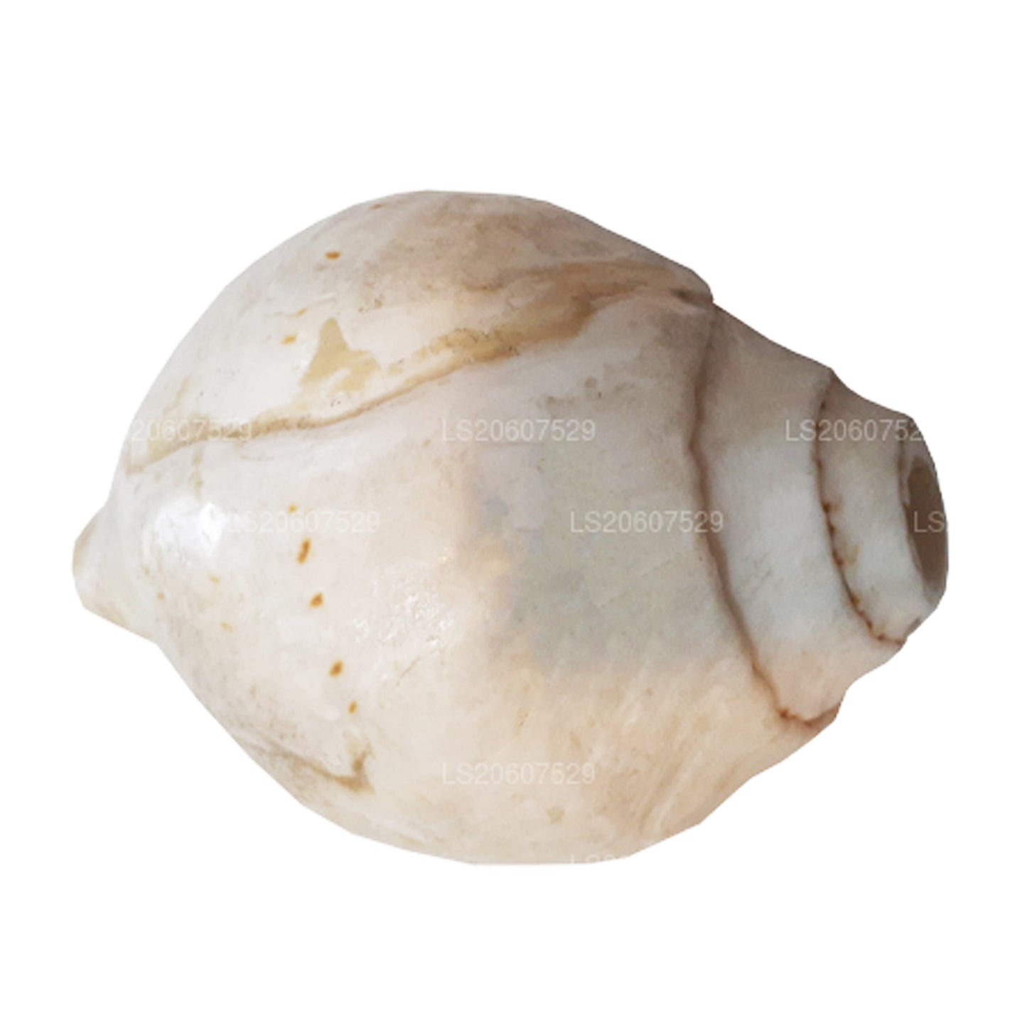 Lakpura Hakgediya sri lankaise