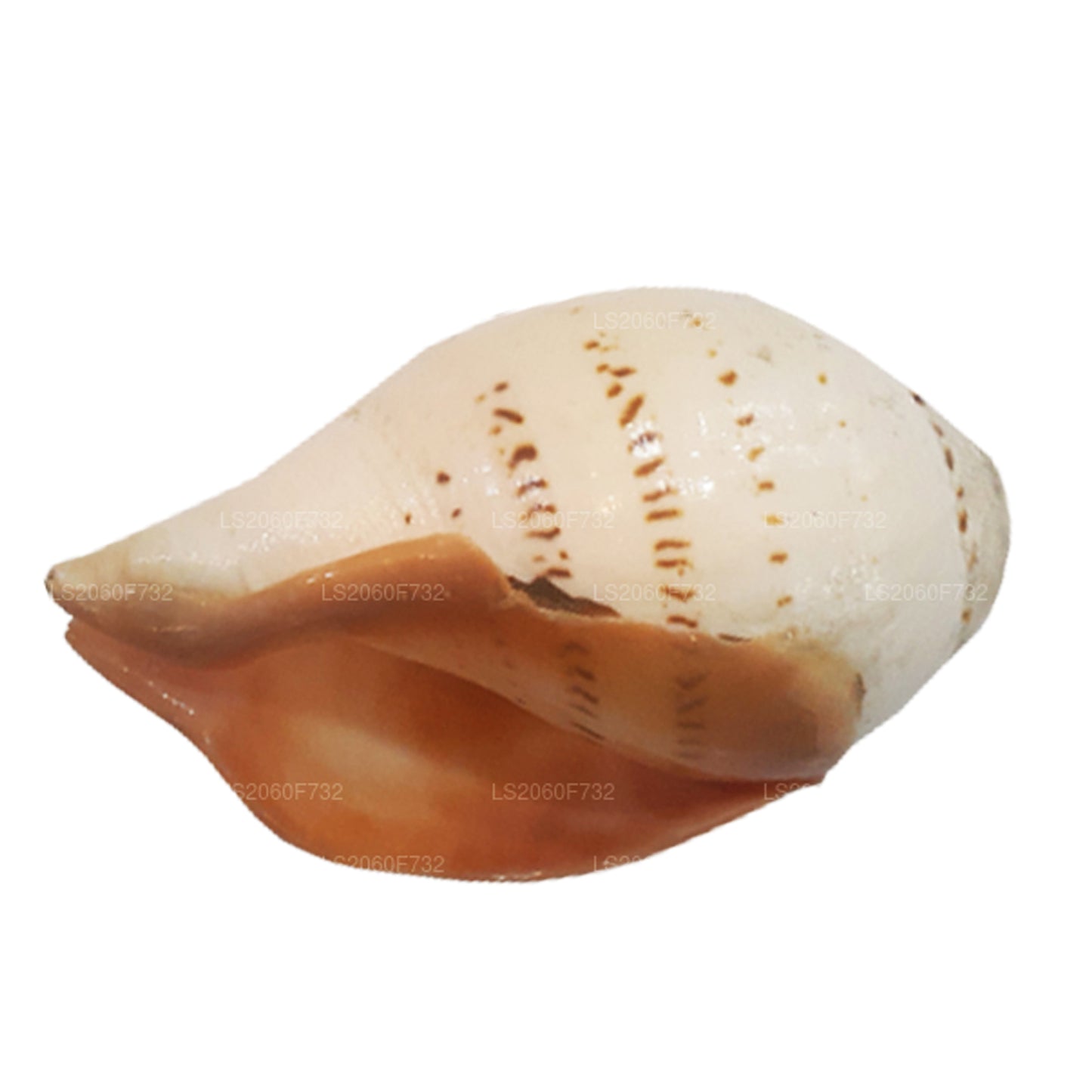 Lakpura Hakgediya sri lankaise