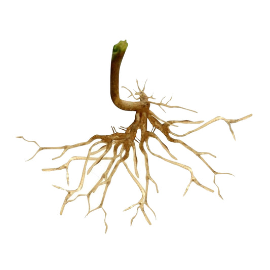 Lakpura® Dehydrated Kuppameniya Roots