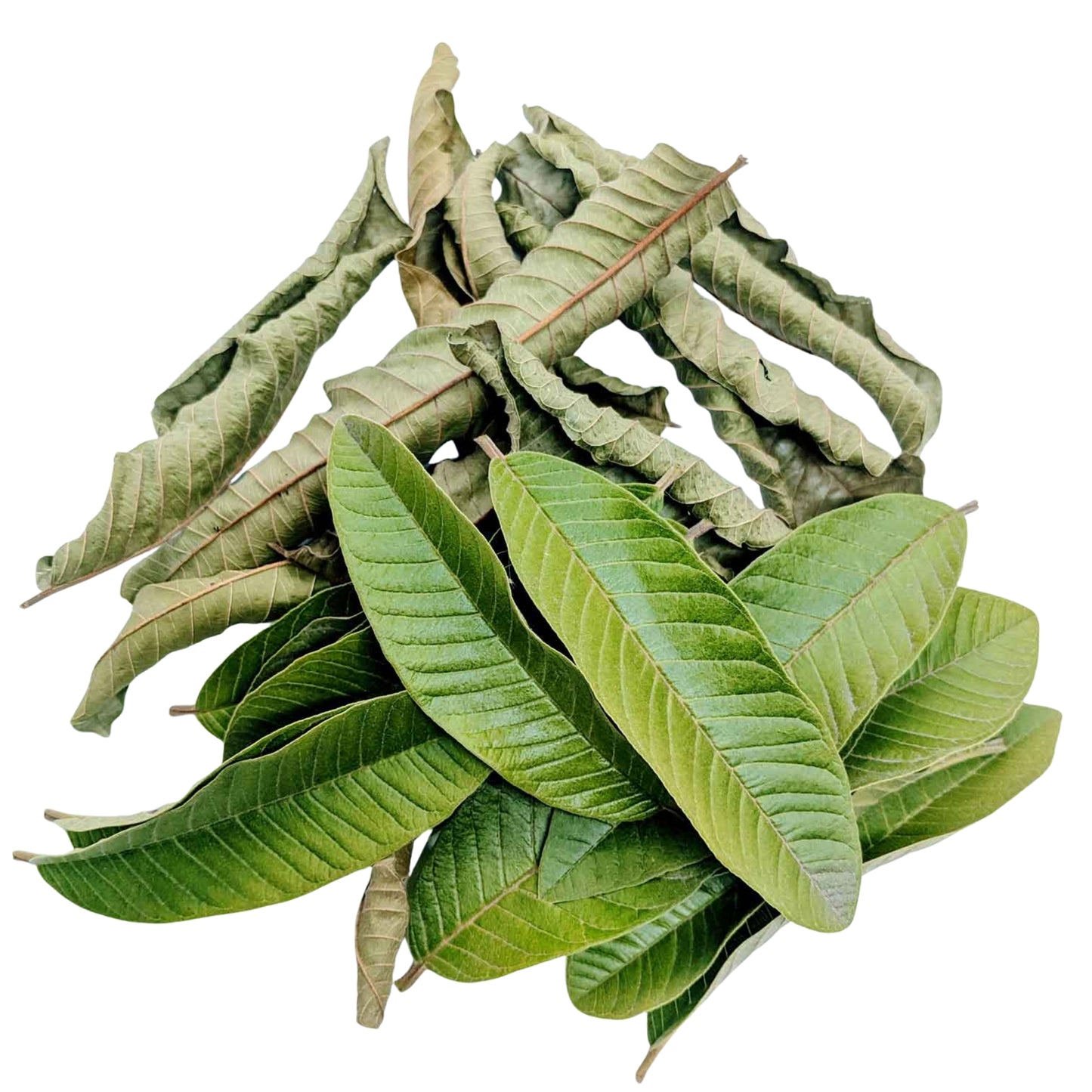 Ransaru Wildcrafted Dehydrated Guava Leaves Pack