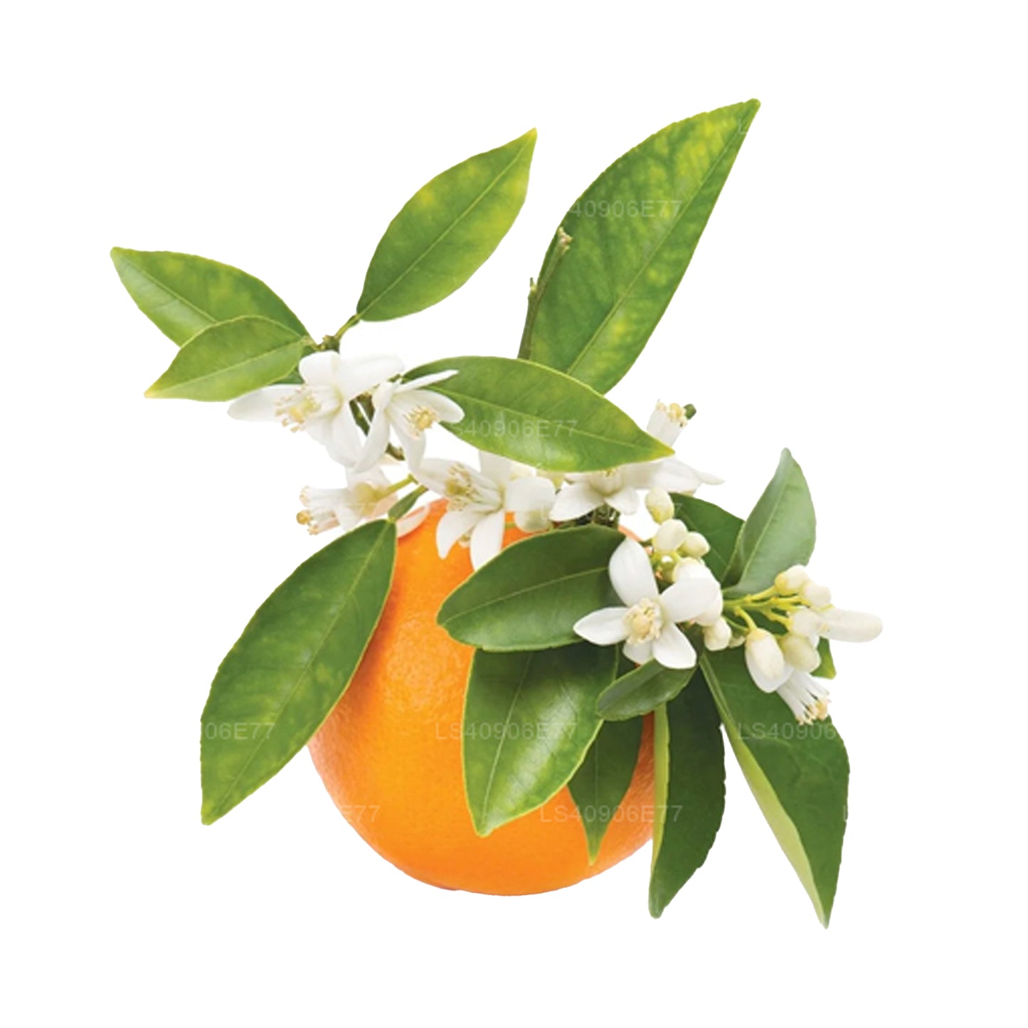 Huile essentielle de Lakpura Petitgrain (15 ml)