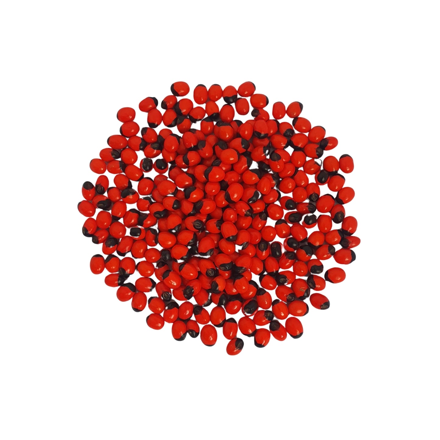 Graines Lakpura® Olinda (Abrus marocain)