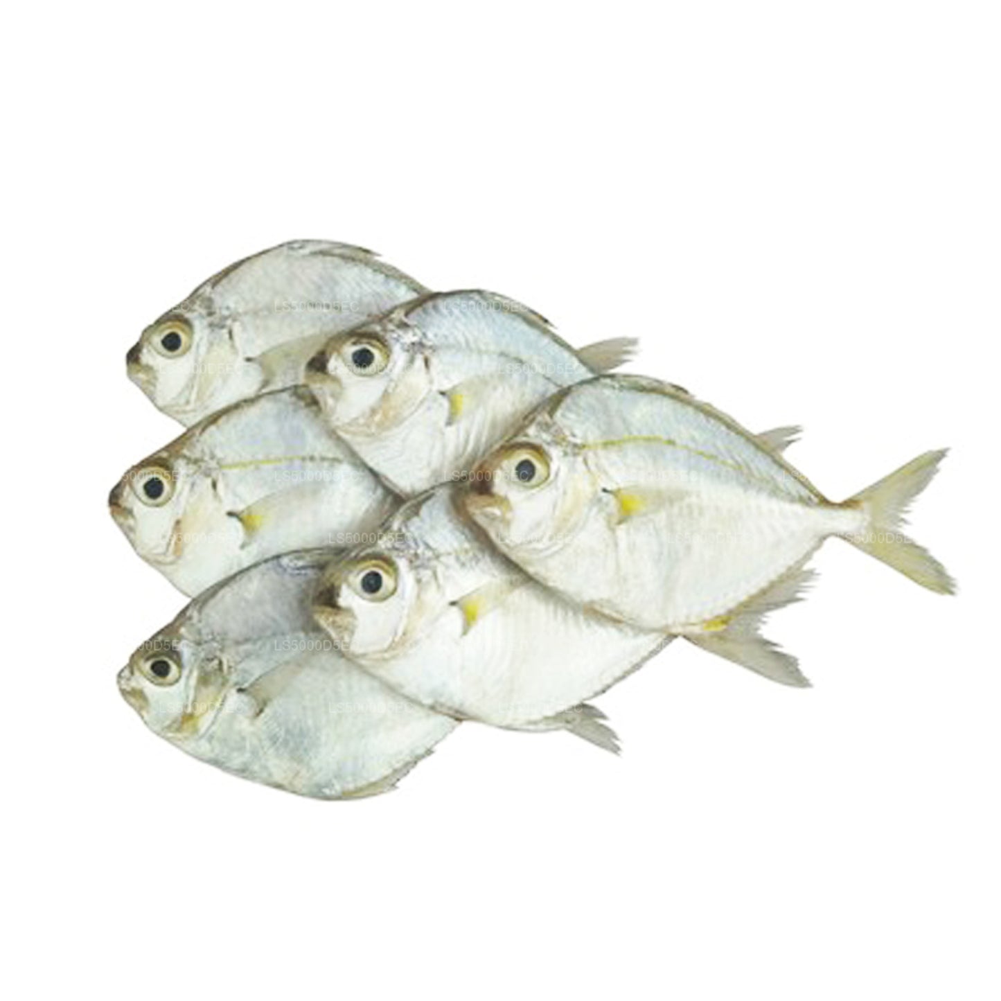 Poisson poney séché Lakpura (200g)