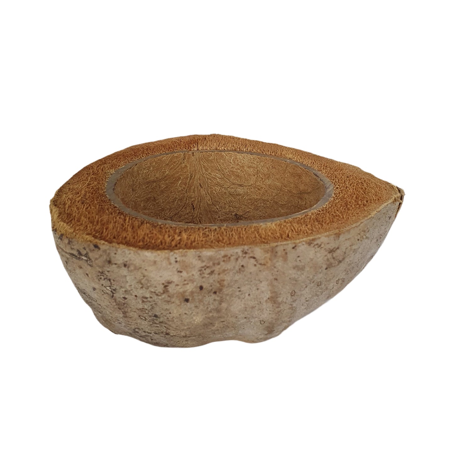 Design de pot de plantation en noix de coco naturelle Bivenro (taille libre)