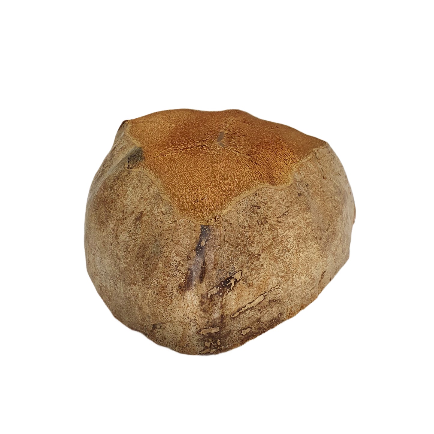 Design de pot de plantation en noix de coco naturelle Bivenro (taille libre)