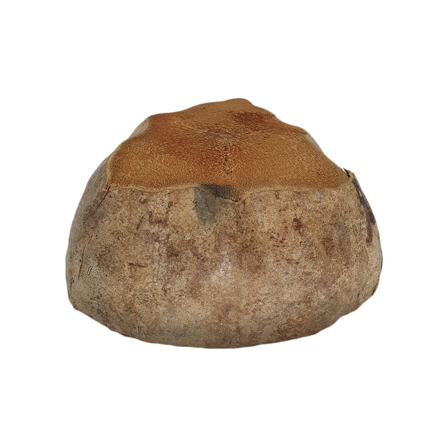 Design de pot de plantation en noix de coco naturelle Bivenro (taille libre)