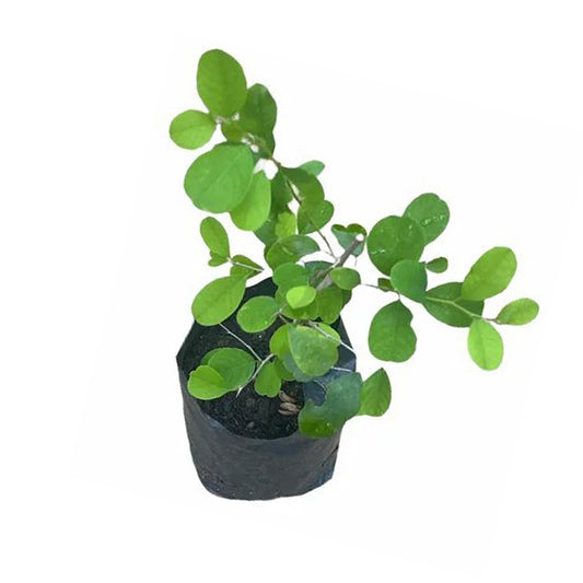 Katupila () Plantes médicinales