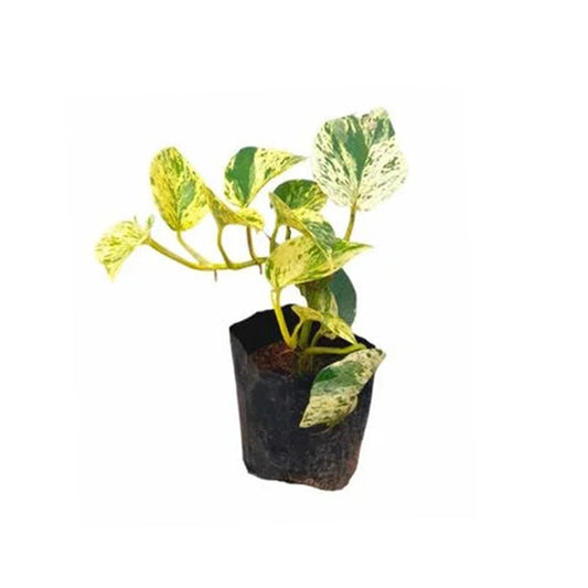 Golden Pothos Money Plant, fleur et plante exotique