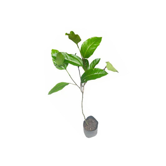 Lakpura® Yellow Passion Fruit Plant